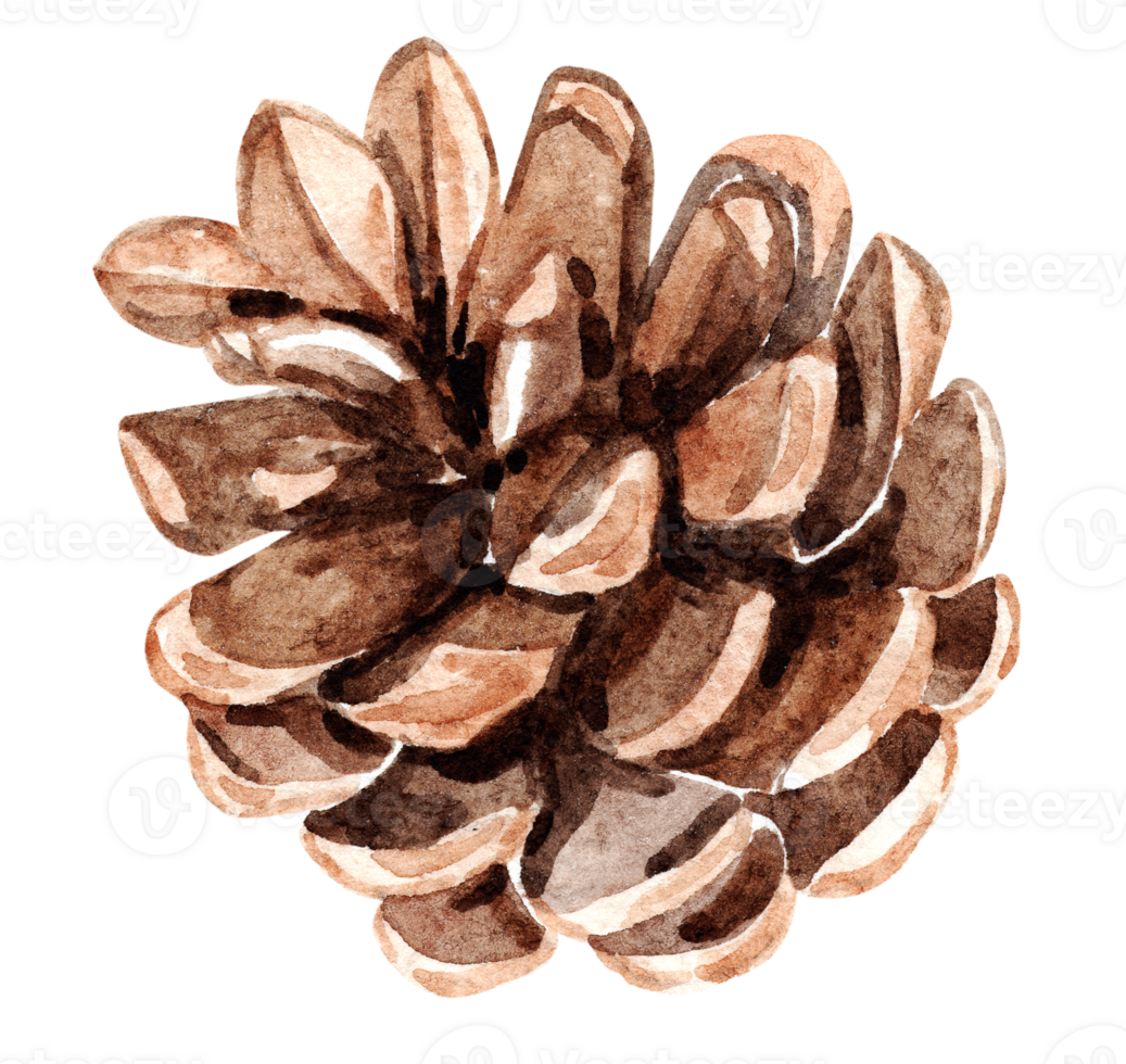 Watercolor brown pine cone isolated png