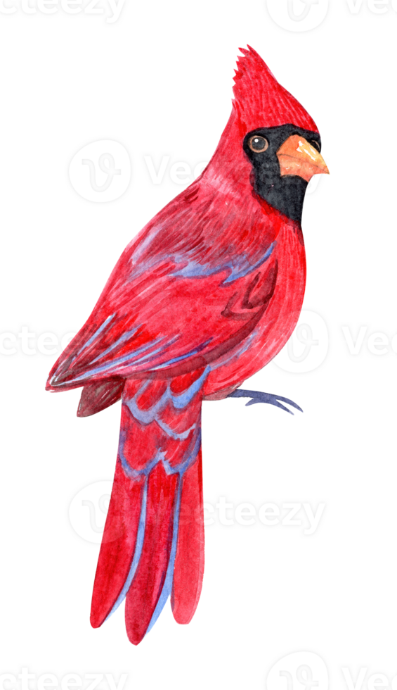 Watercolor red cardinal isolated png