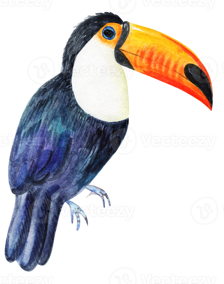 Watercolor toucan bird isolated png