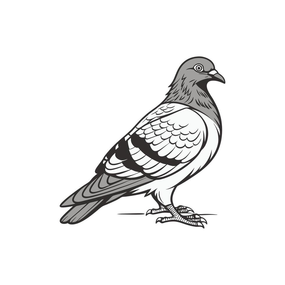 A black and white drawing of a pigeon , art vector