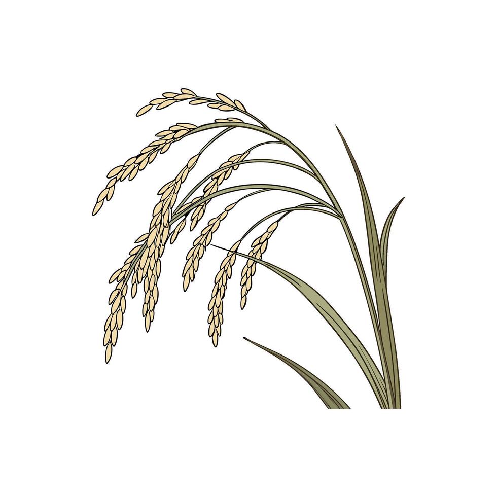 Rice plant illustration isolated on white background vector