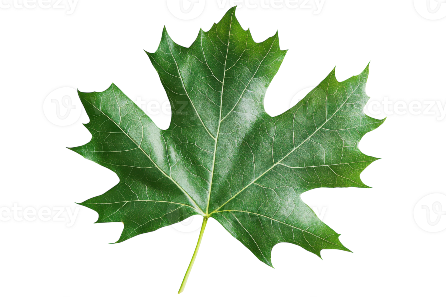 Beautiful green maple leaf showcasing vibrant details in natural light during autumn season png