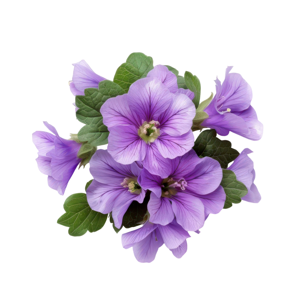 A cluster of lavender flowers with green leaves isolated on a black background. png