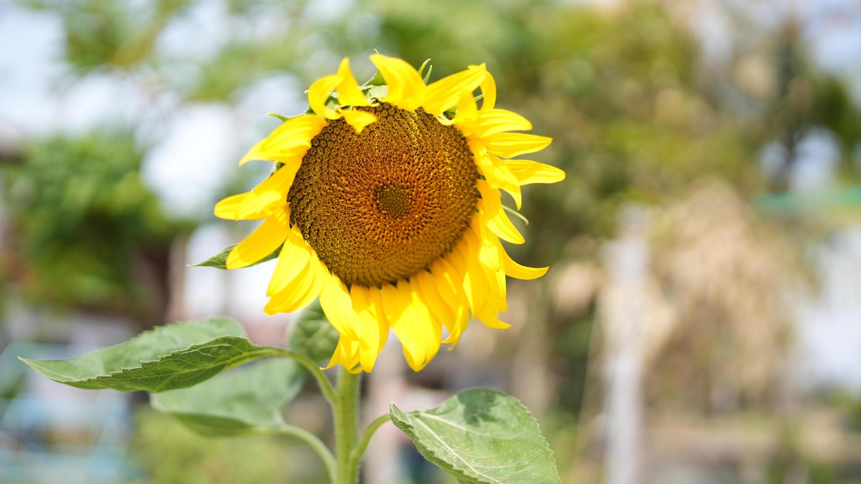 Vibrant Yellow Sunflower Blooming Under Clear Blue Sky photo