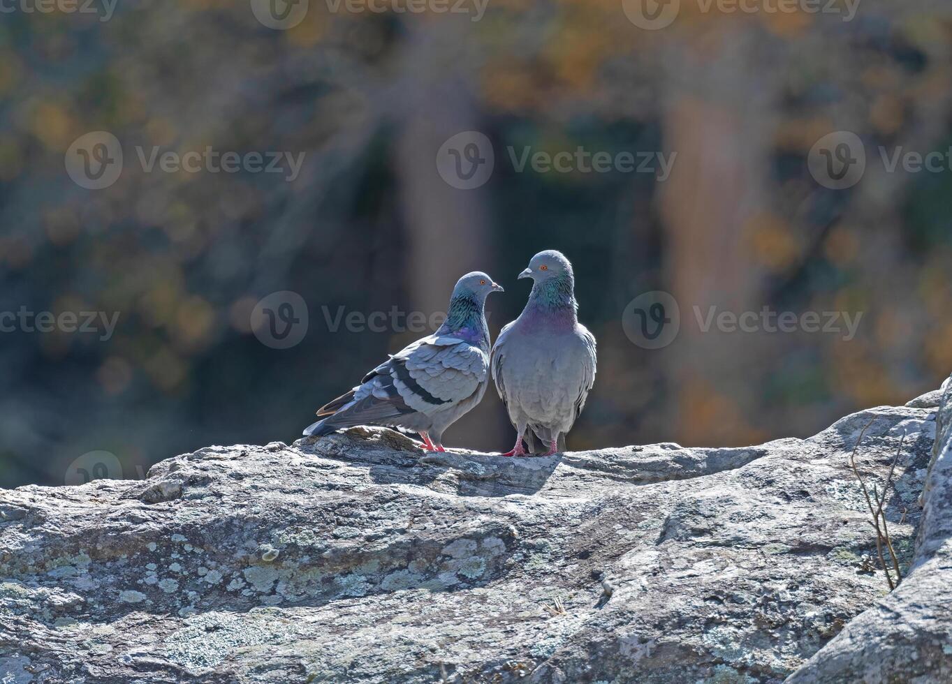 A Pair of Rock Pigeons on a Rock photo
