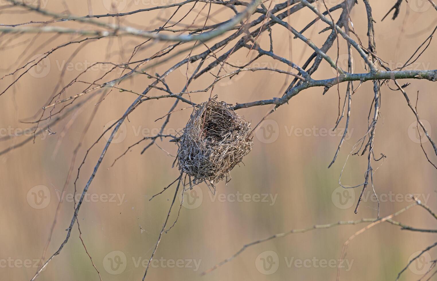Bird Nest Hanging in a Tree photo