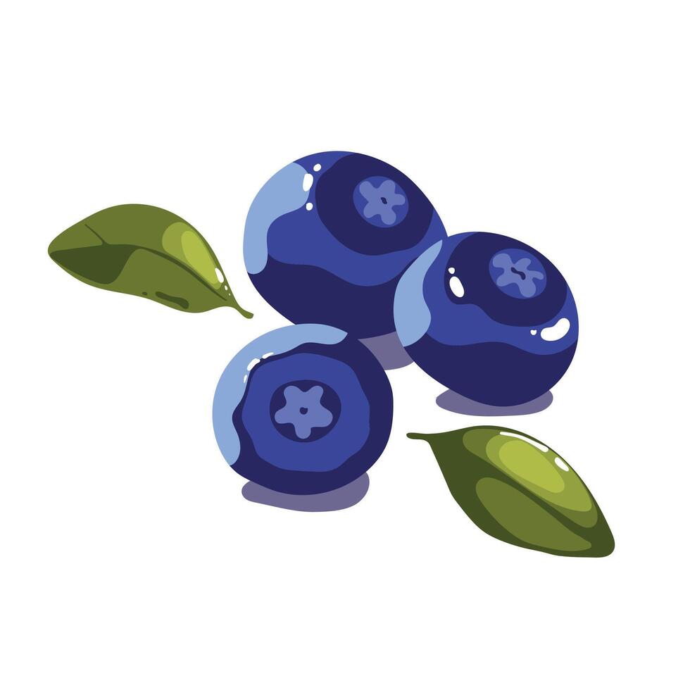 illustration of three blueberries with small leaves in flat style, in a summer mood vector