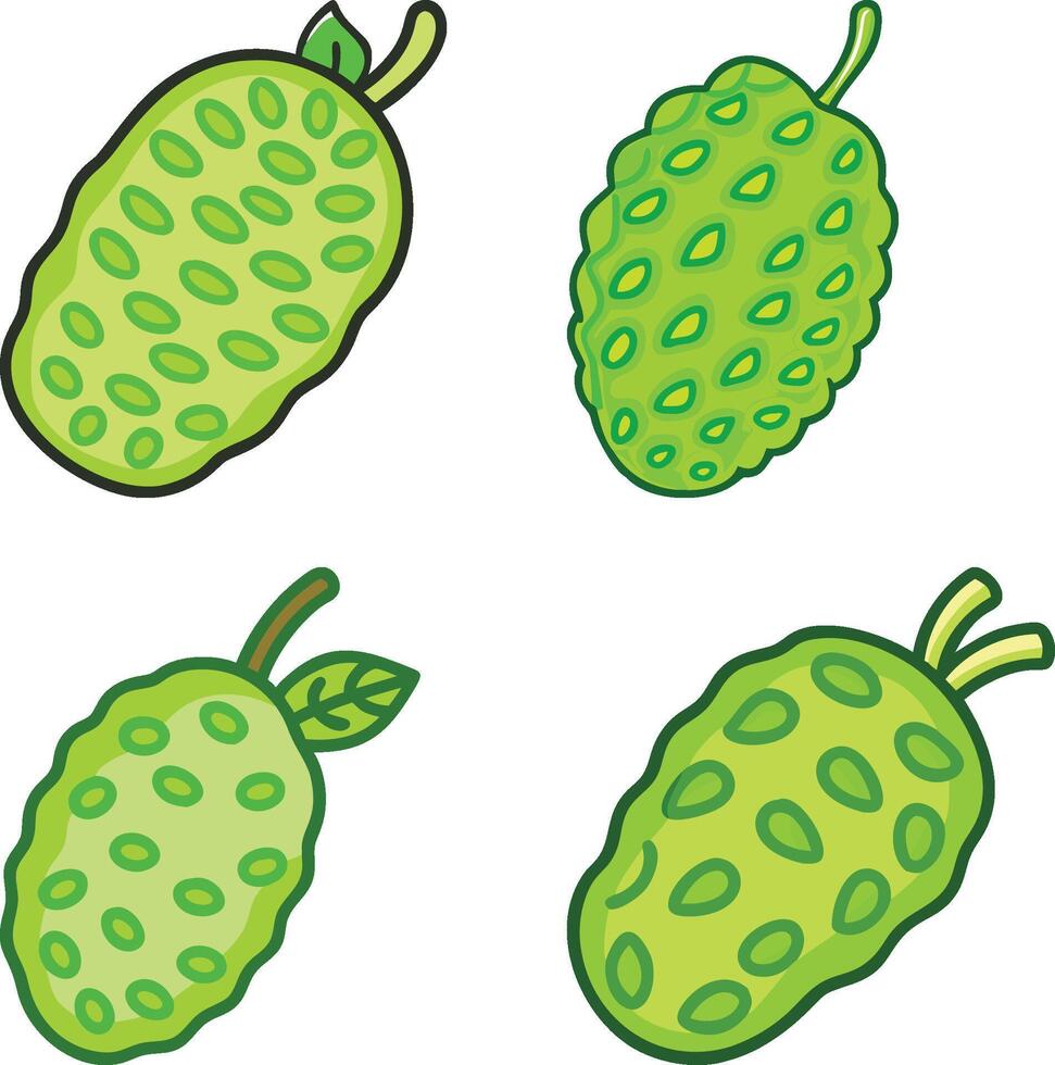 exotic green noni high-quality bundle set ideal for menus, food and fruit concepts illustration. vector