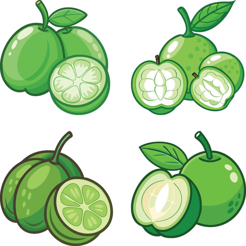 juicy green yangmei high-quality bundle set ideal for menus, food and fruit concepts illustration. vector