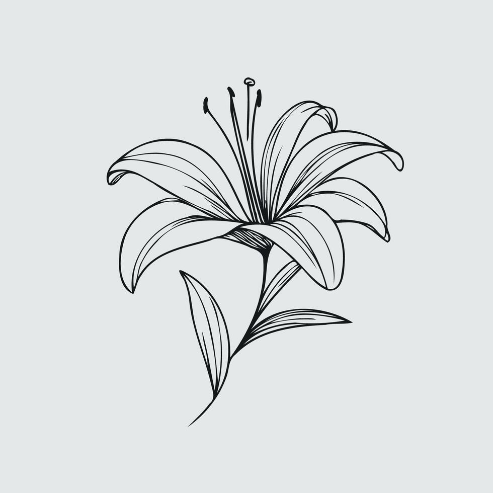 A black and white drawing of a lily, set of hand drawn black outline lily flowers isolated on white background vector