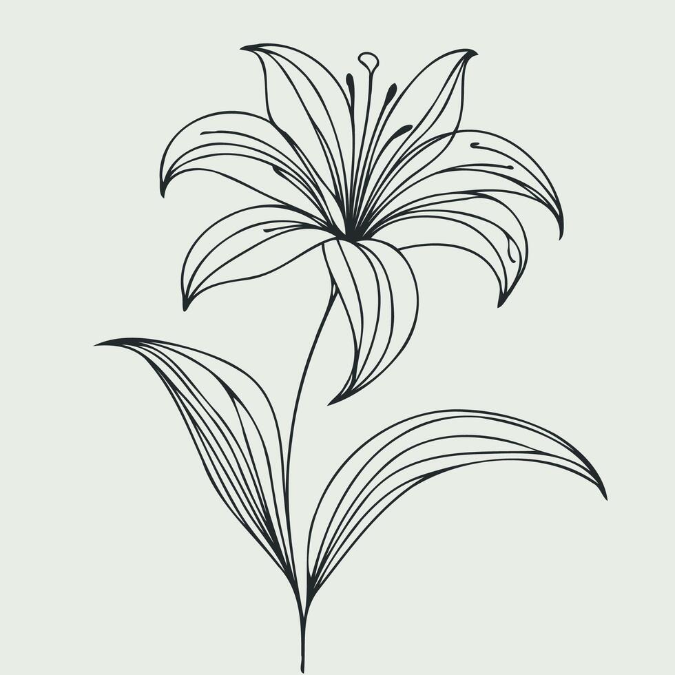 A black and white drawing of a lily, Lily flower and leaf hand drawn botanical illustration with line art on white background vector