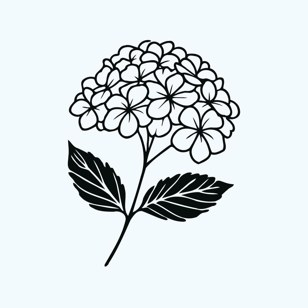 A black and white flower with leaves on it, Hand Drawn Hydrangea Flower and Leaf Design vector