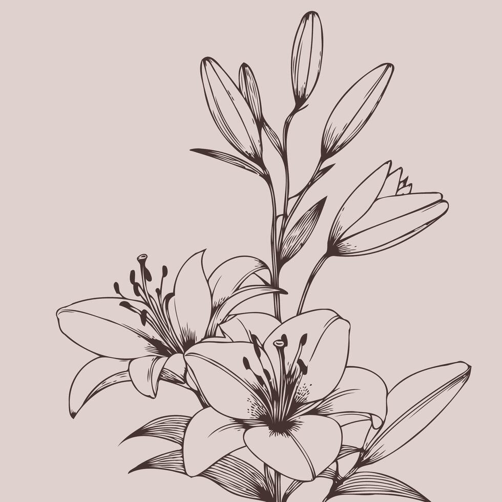 illustration of lily flowers, set of hand drawn black outline lily flowers isolated on white background vector
