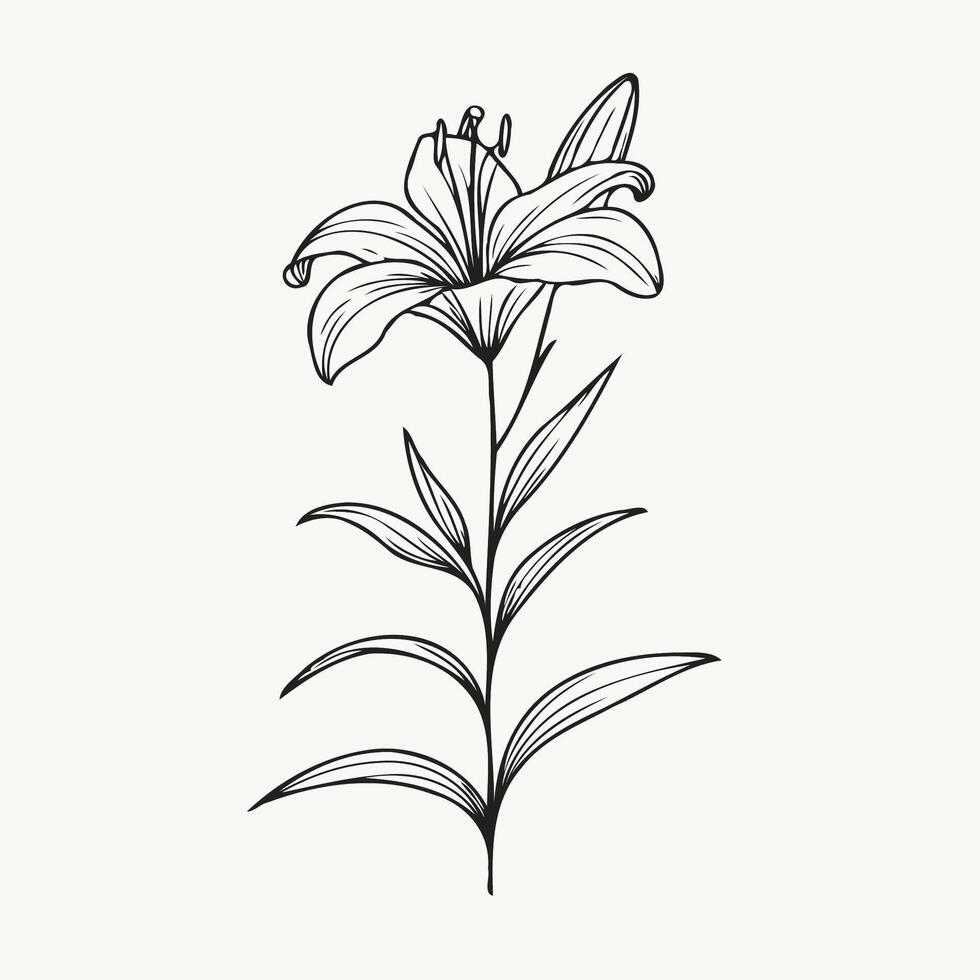 A black and white drawing of a lily, Lily flower and leaf hand drawn botanical illustration with line art on white background vector