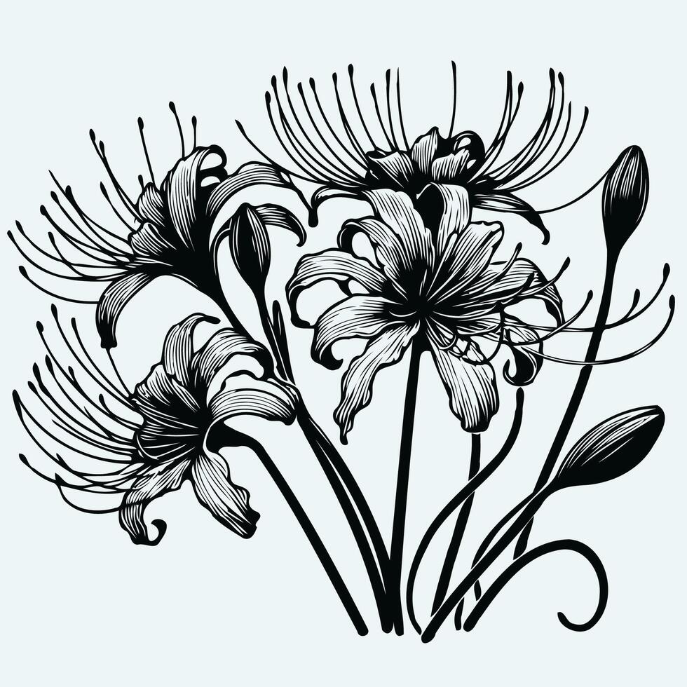 Black and white illustration of flowers, spider lily art. Hand drawn monochrome floral elements for wedding invitation greeting card design, tattoo sketch vector