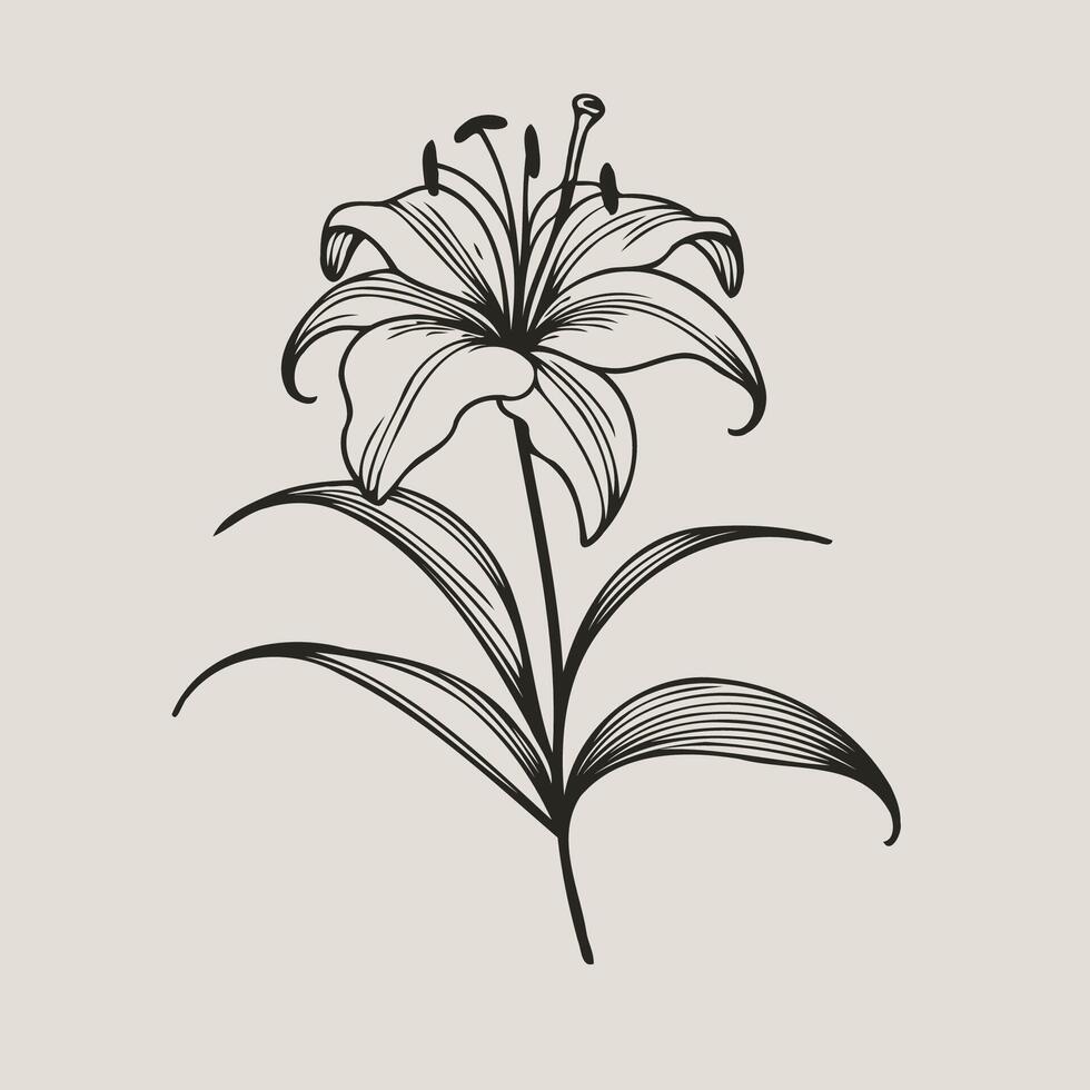 A black and white drawing of a lily, Lily flower and leaf hand drawn botanical illustration with line art on white background vector
