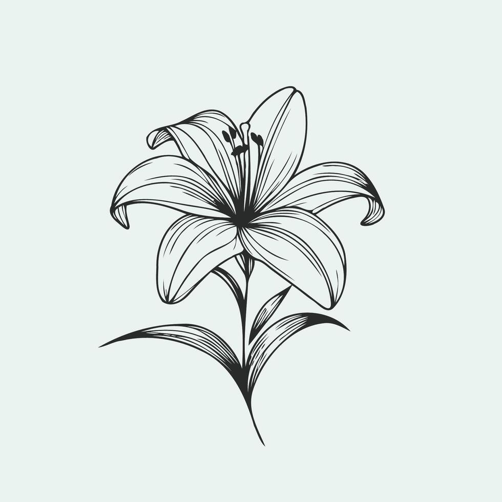 A black and white drawing of a lily, isolated hand drawn outline lily flower vector