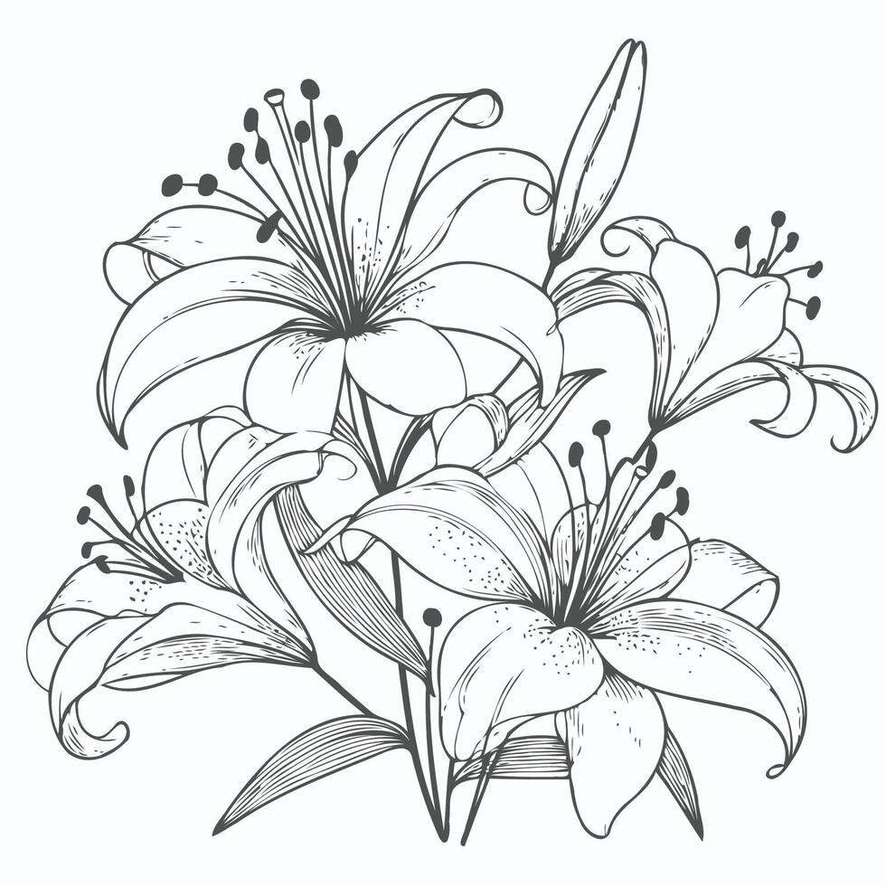A black and white drawing of lilies, set of hand drawn black outline lily flowers isolated on white background vector