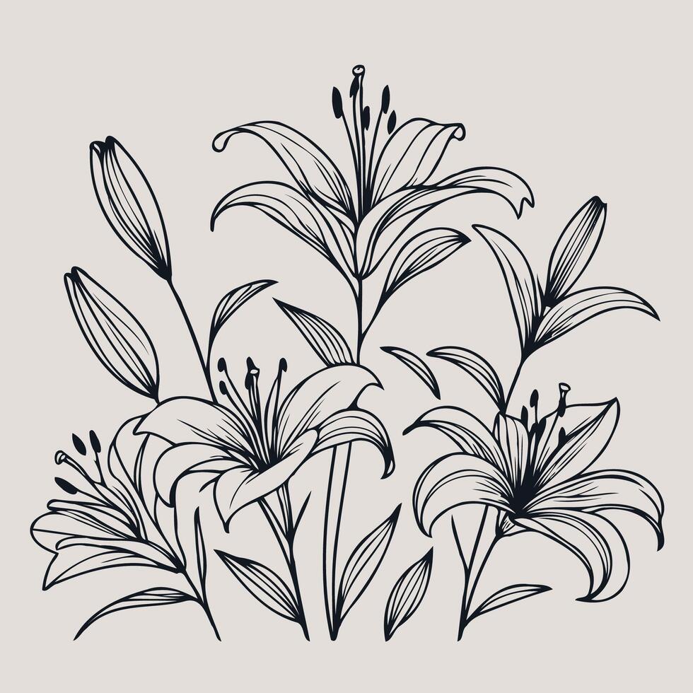illustration of lily flowers, set of hand drawn black outline lily flowers isolated on white background vector