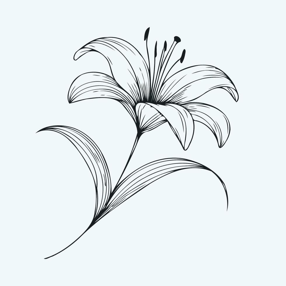A black and white drawing of a lily, Abstract Flower Lily one line art drawing singular aesthetic minimalist, one line art, line art, icon, logo vector