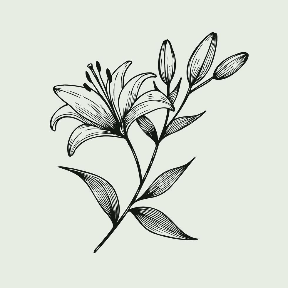 A black and white drawing of a lily, Lily flower and leaf hand drawn botanical illustration with line art on white background vector