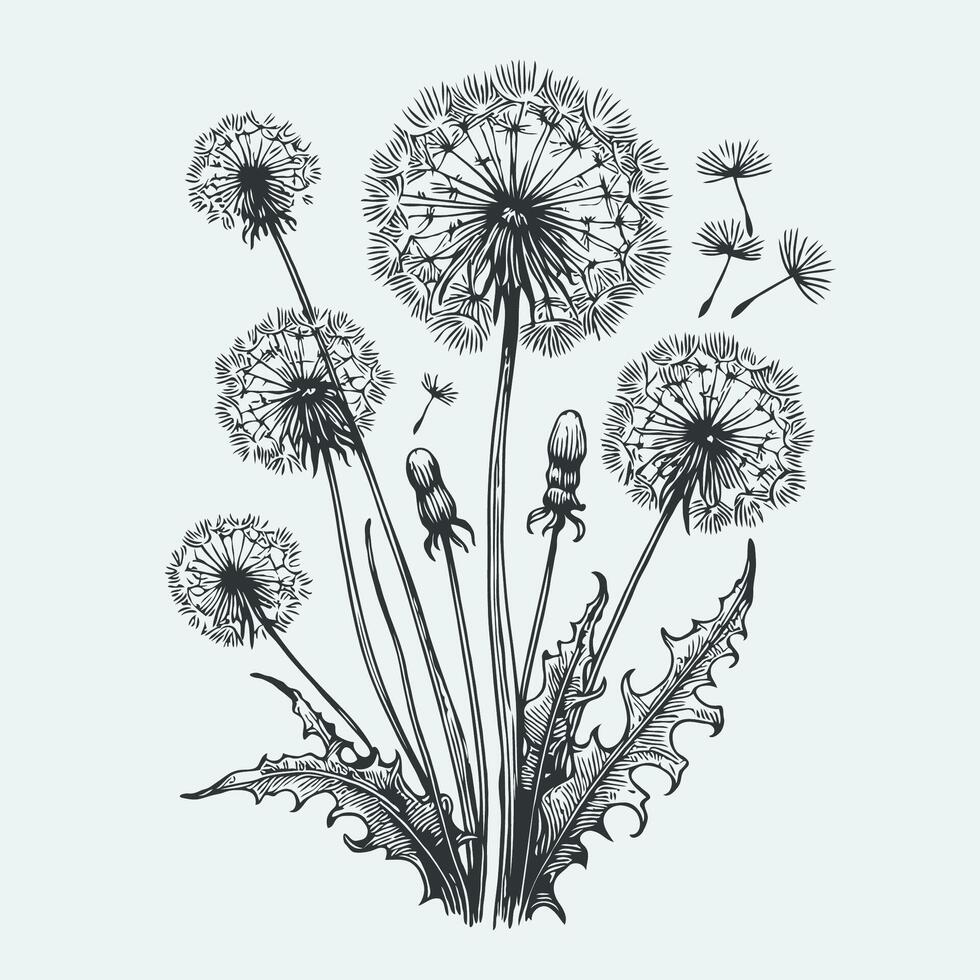 Dandelion illustration, Hand drawn dandelion floral illustration. vector