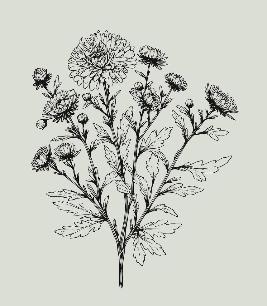 A drawing of a bunch of flowers, Aster, dahlia, chrysanthemum, Elegant black and white silhouette of a single chrysanthemum flower with stem and leaves vector
