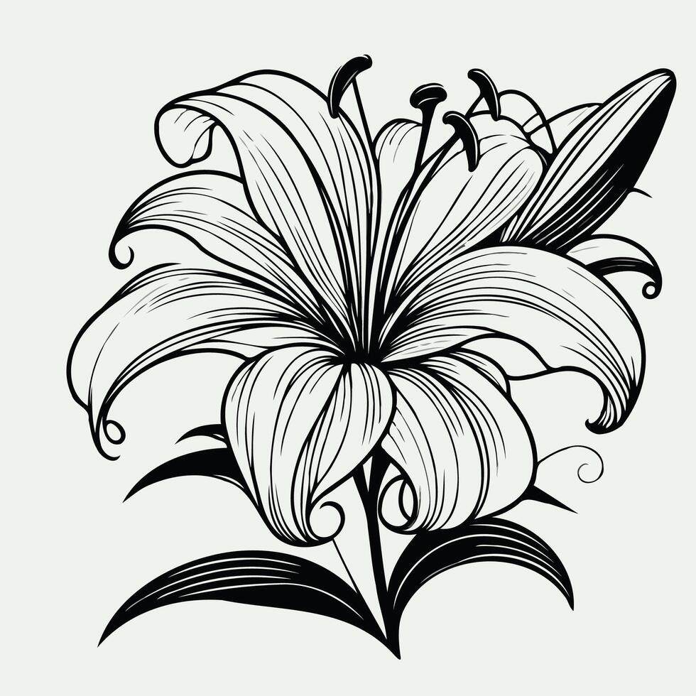 A black and white drawing of a lily, Lily Flower outline illustration coloring book page design, Lily Flower black and white line art drawing coloring book pages vector