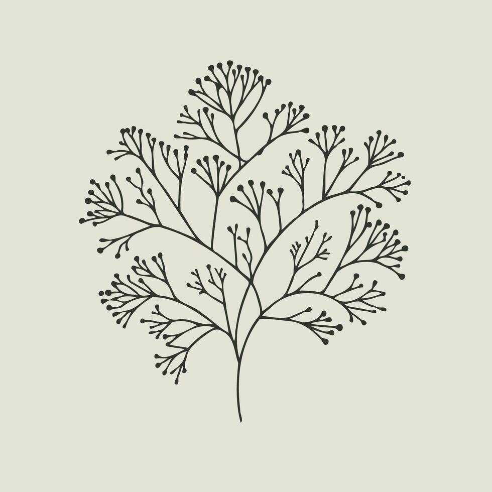 A black and white drawing of a tree with leaves. Hand painted Milium effusum. green grass isolated on background. Botanical, Medicinal and Herbal illustration. For designers, invitations, decoration vector