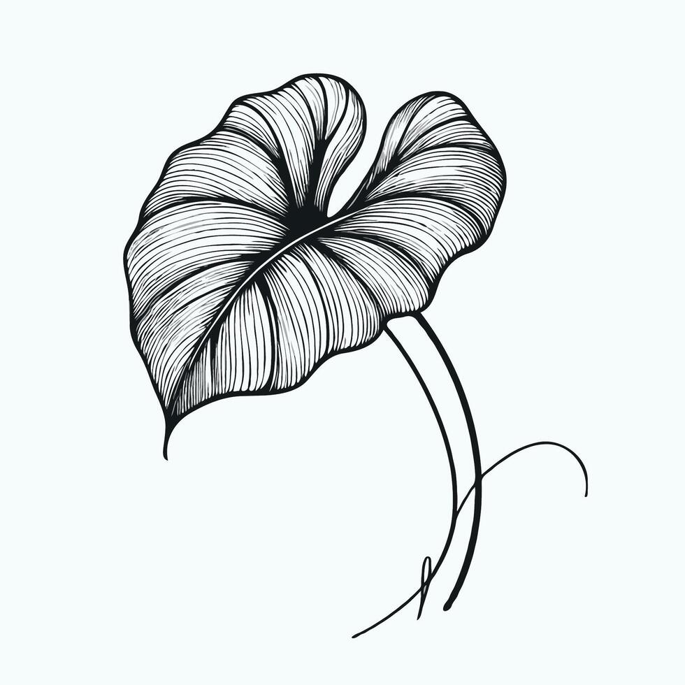 Adobe Illustrator Artwork, Monstera leaf isolated on white background. Tropical leaves set. Palm leaf, coconut leaf, banana leaves, monstera, fern, Botanical and leaves design for nature background vector