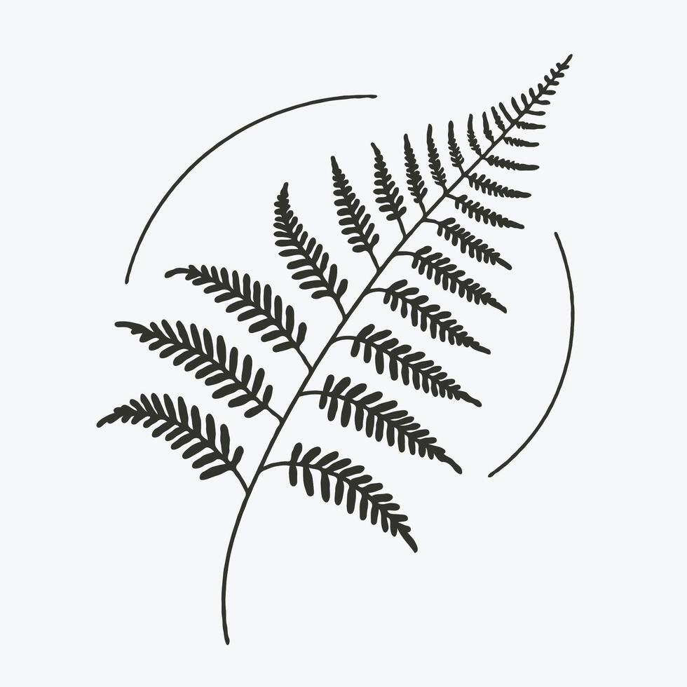 A black and white illustration of a fern leaf vector