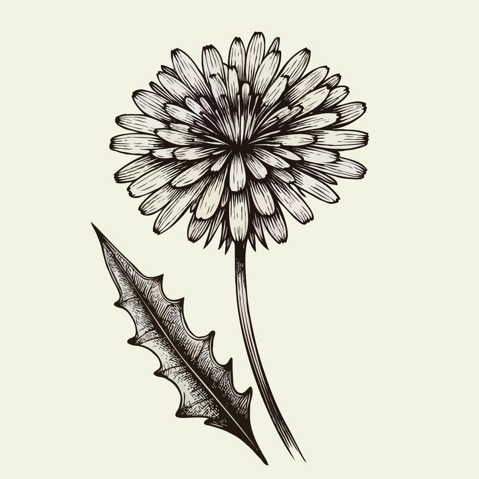 Adobe Illustrator Artwork. Contour Spring Flowers Line Art Floral, Leaves Black And White Hand Drawn Illustration Dandelion. Set Of Decorative Elements Of Plants Stylized. vector