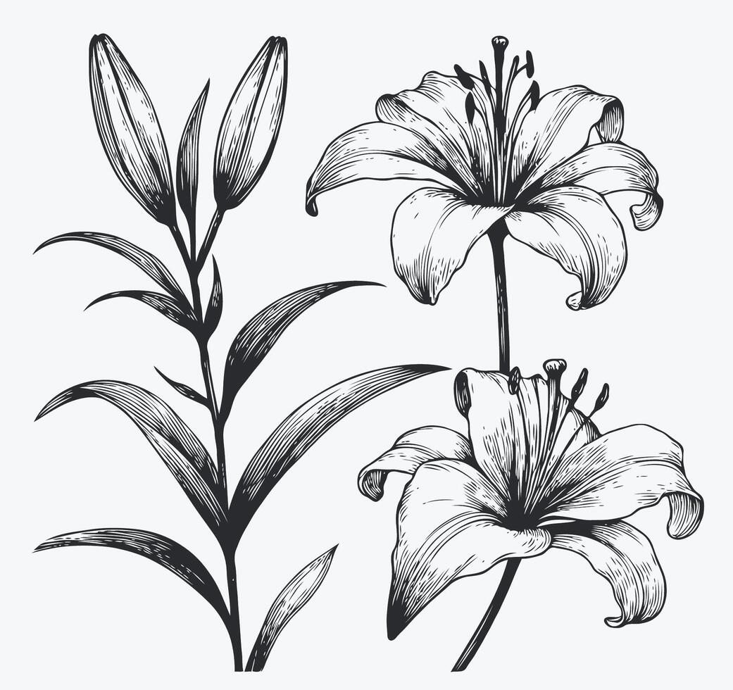 Black and white drawing of lilies, Detailed Flowers With Leaves And Buds. Hand Drawn vector