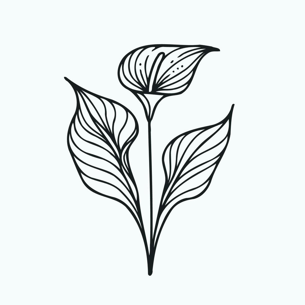 Adobe Illustrator Artwork, hand drawn doodle leaves, flower. Black and white decorative elements Anthurium, Alocasia, Spathiphyllum line art floral, leaves. vector
