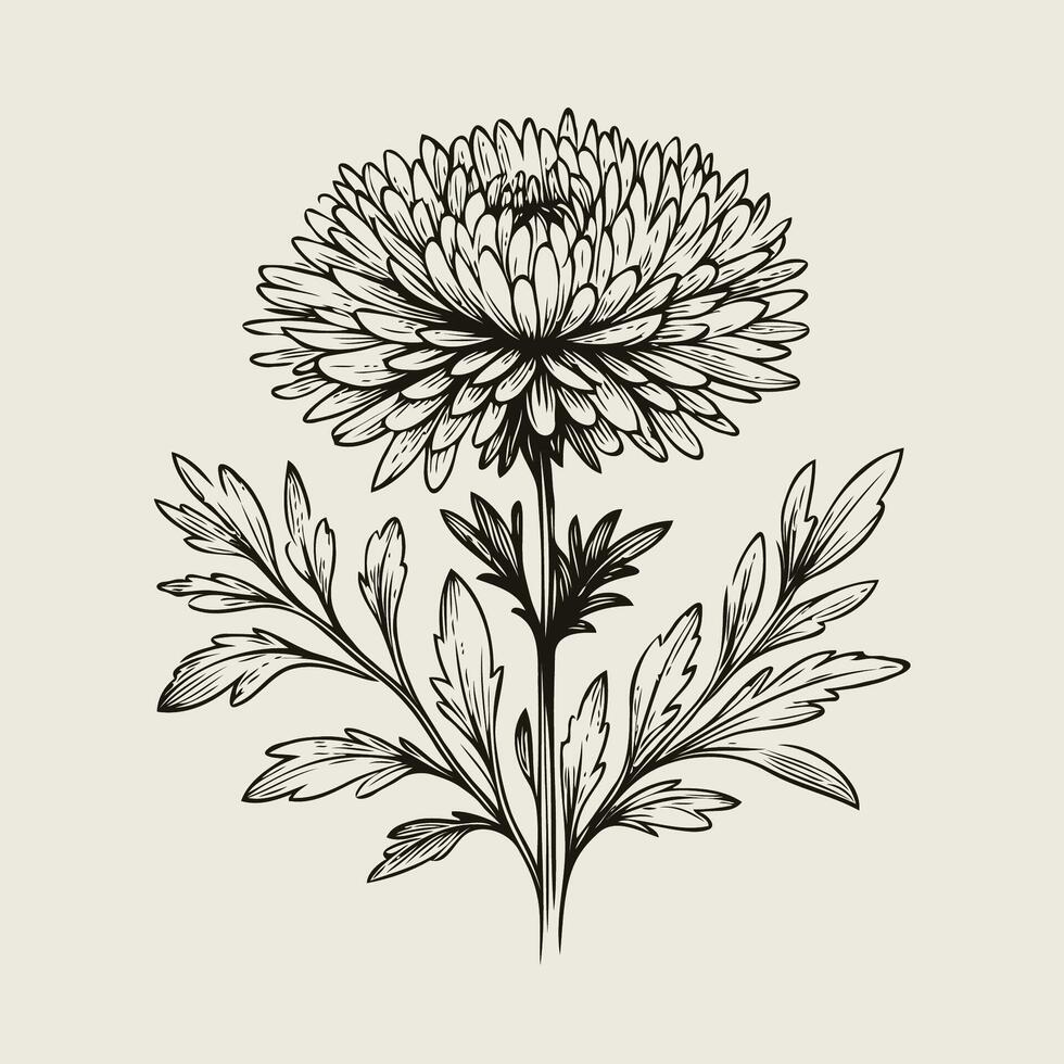 A black and white drawing of a flower, Aster, dahlia, chrysanthemum, Elegant black and white silhouette of a single chrysanthemum flower with stem and leaves vector