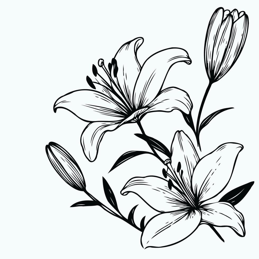 Black and white drawing of lilies, Detailed Flowers With Leaves And Buds. Hand Drawn vector