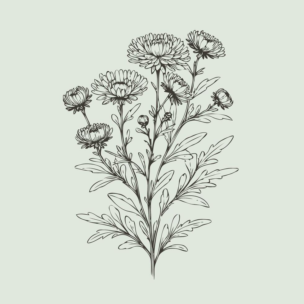 A drawing of a bunch of flowers, Aster, dahlia, chrysanthemum, Elegant black and white silhouette of a single chrysanthemum flower with stem and leaves vector