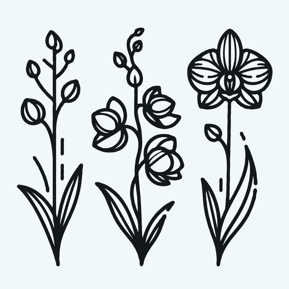 Adobe Illustrator Artwork. Collection set of Tropical flower drawing. Orchid flower, illustration Phalaenopsis set of decorative elements of plants stylized Cymbidium, Paphiopedilum, Vanilla. vector