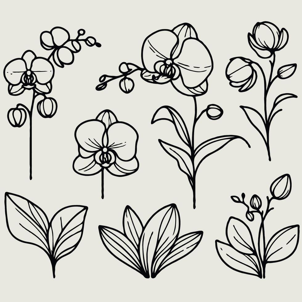 Adobe Illustrator Artwork. Hand drawn orchid outline illustration. Set of doodle orchid flower. Black and white vector