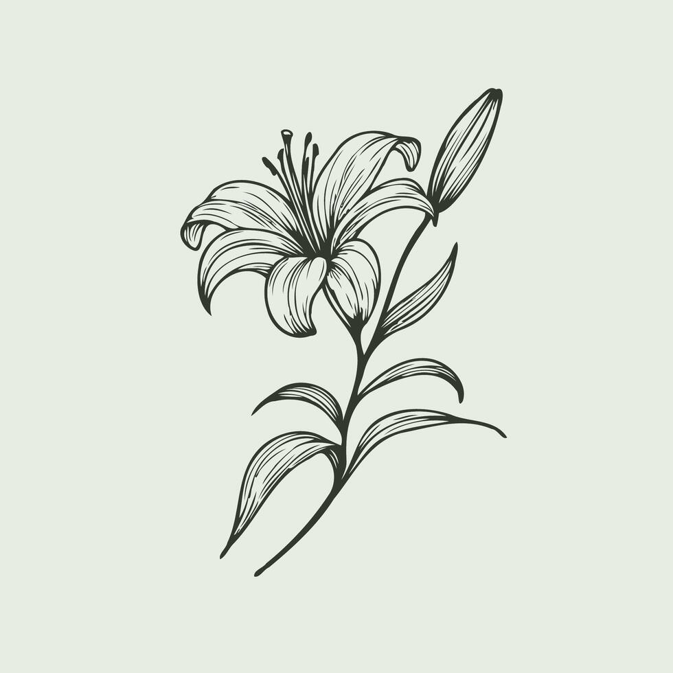 Adobe Illustrator Artwork. Lilies sketch, lily flower illustration outline of a flower black and white line art vector