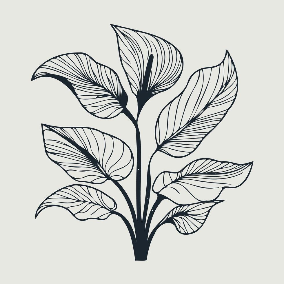 illustration of a plant with leaves, Set of Decorative Elements of Plants Stylized Aglaonema, Calla vector