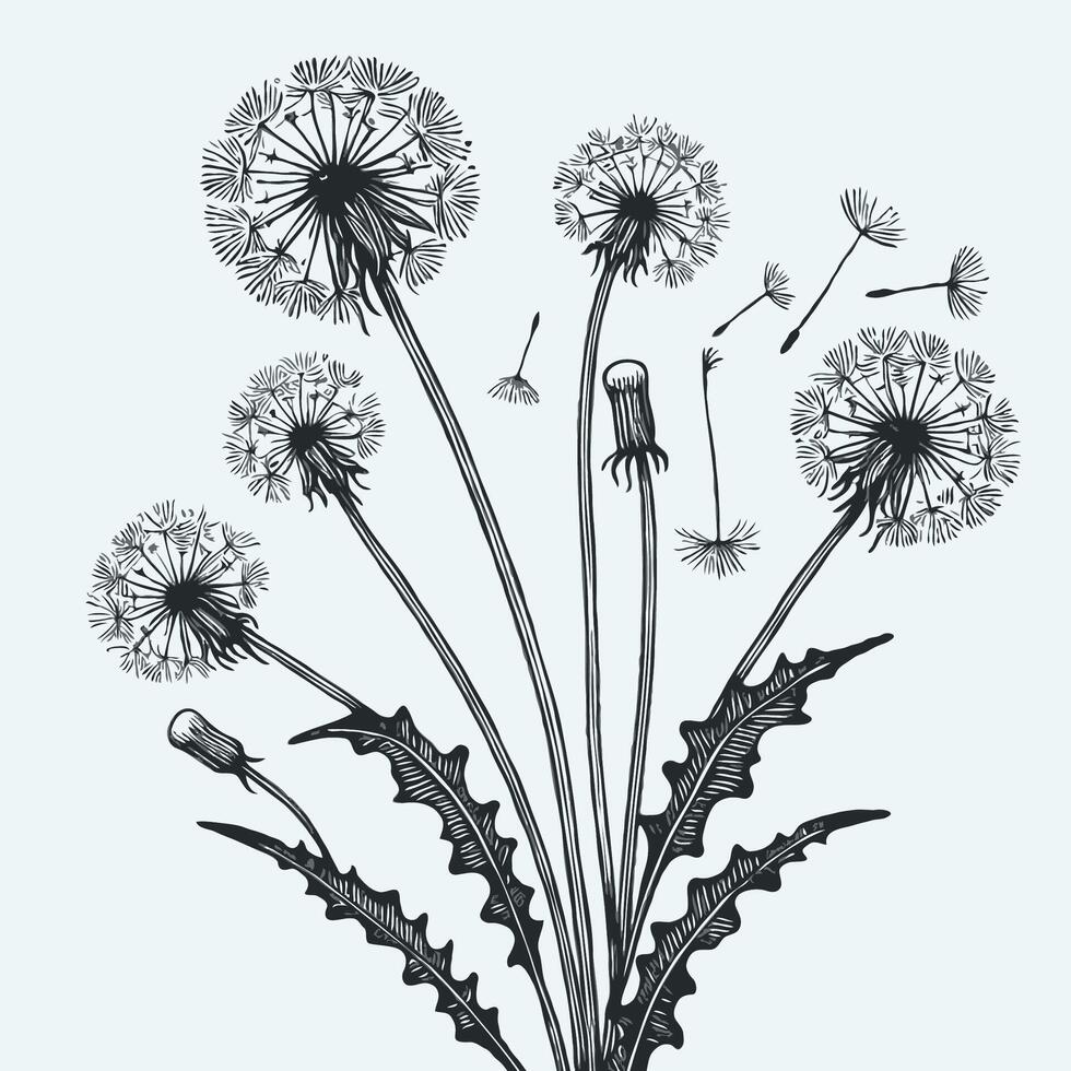 Adobe Illustrator Artwork. Spring Flowers Line Art Floral, Leaves Black And White Hand Drawn Illustration Dandelion. Set Of Decorative Elements Of Plants Stylized. vector