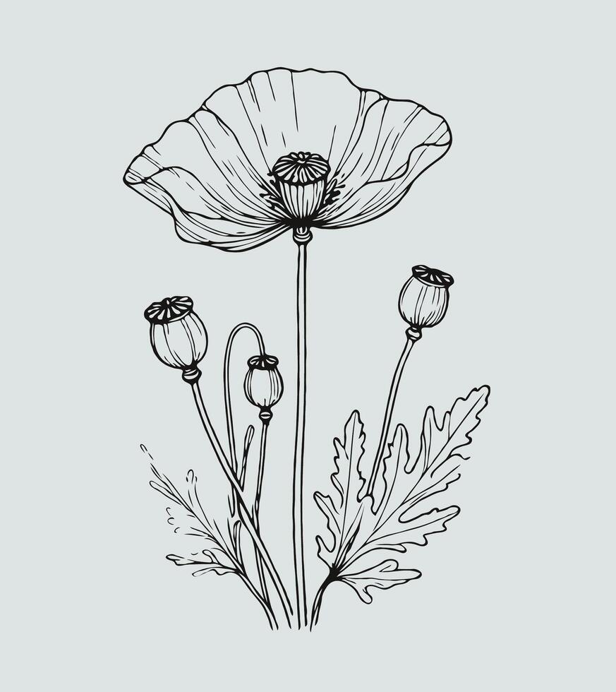 Poppy flowers, hand drawn illustration, Detailed Flowers With Leaves And Buds. Hand Drawn vector
