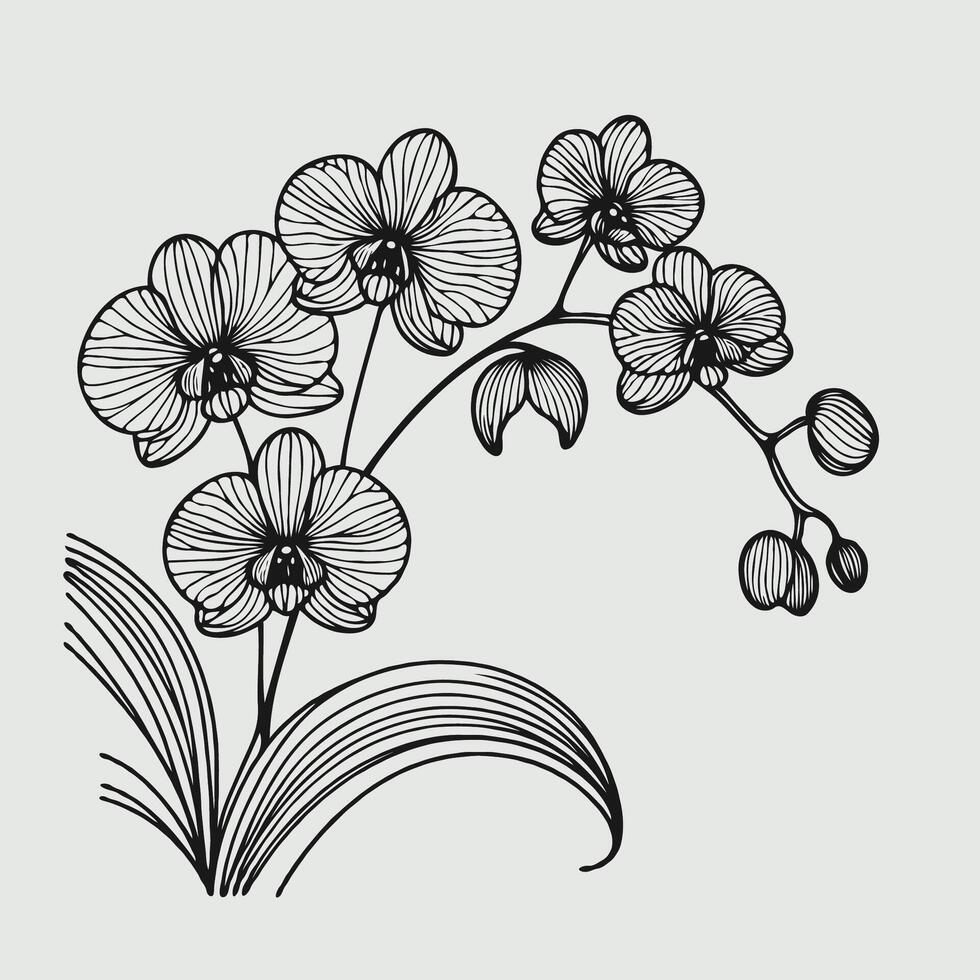 Adobe Illustrator Artwork. Orchid flower, illustration outline floral line art, lineart, hand drawn decorative elements orchids vector