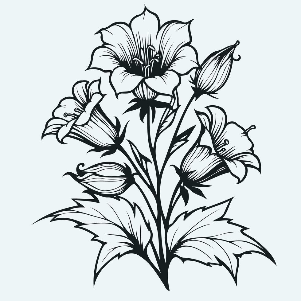 Adobe Illustrator Artwork. Illustration outline floral Bellflower line art, Blue bells lineart, hand drawn doodle bindweed flower. vector