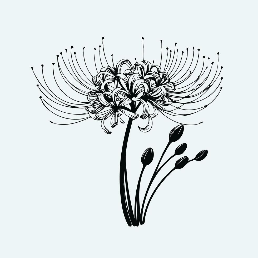 A black and white drawing of a flower, Illustration Plant, Including Various Elements Such as a Branch with Leaves and Flowers, a Cut in Half vector