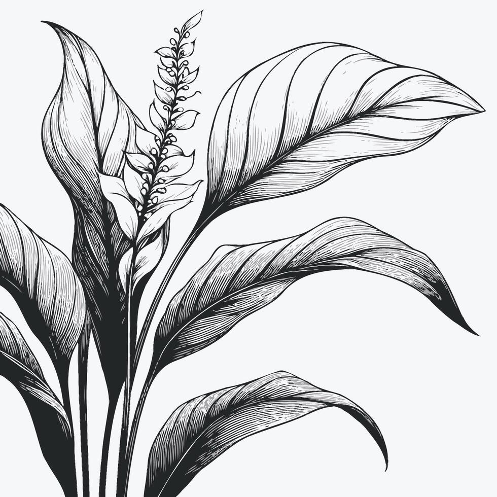 A drawing of a plant with leaves, Set of Decorative Elements of Plants Stylized Aglaonema, Calla vector