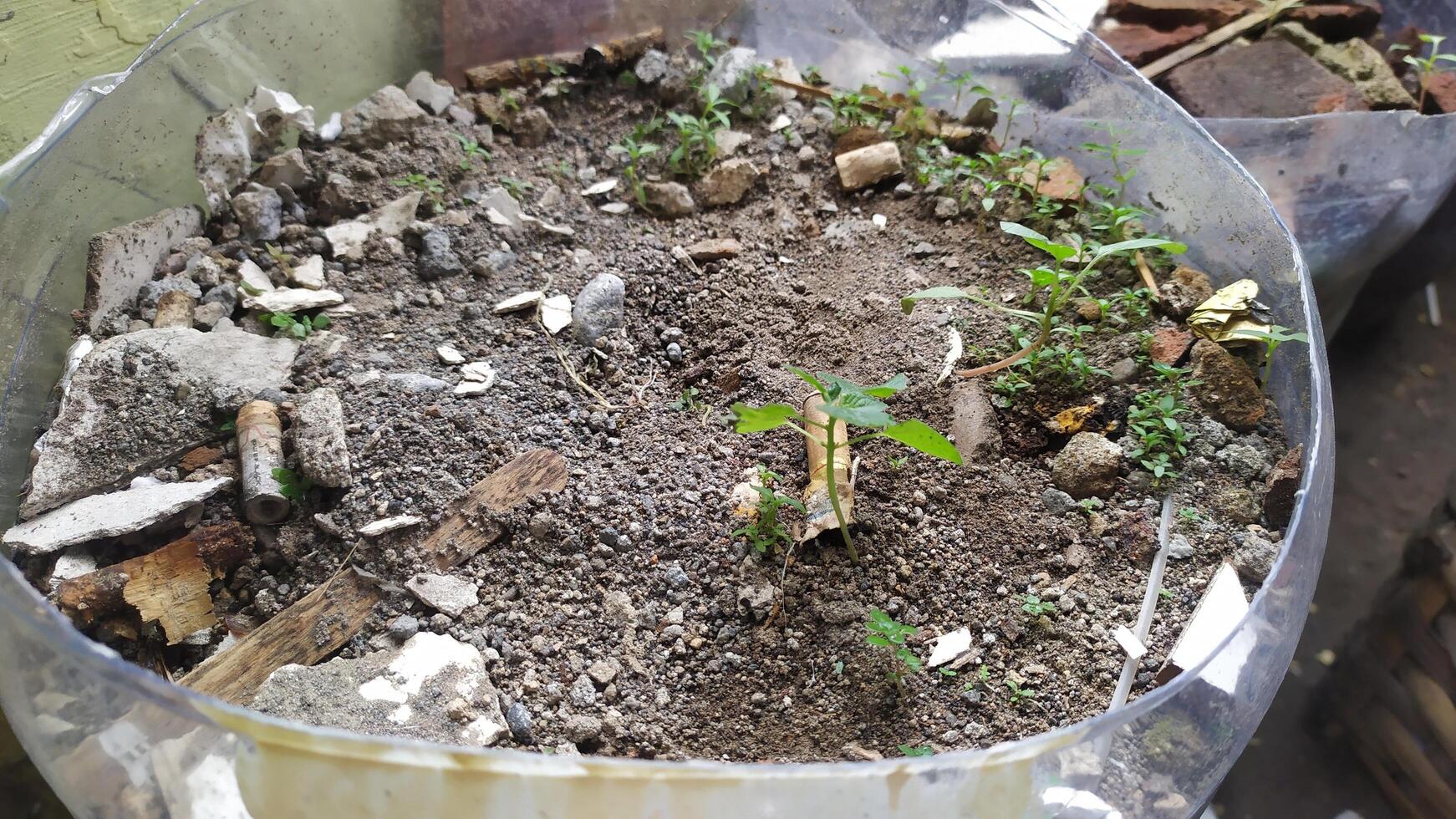 pot from plastic bottle photo