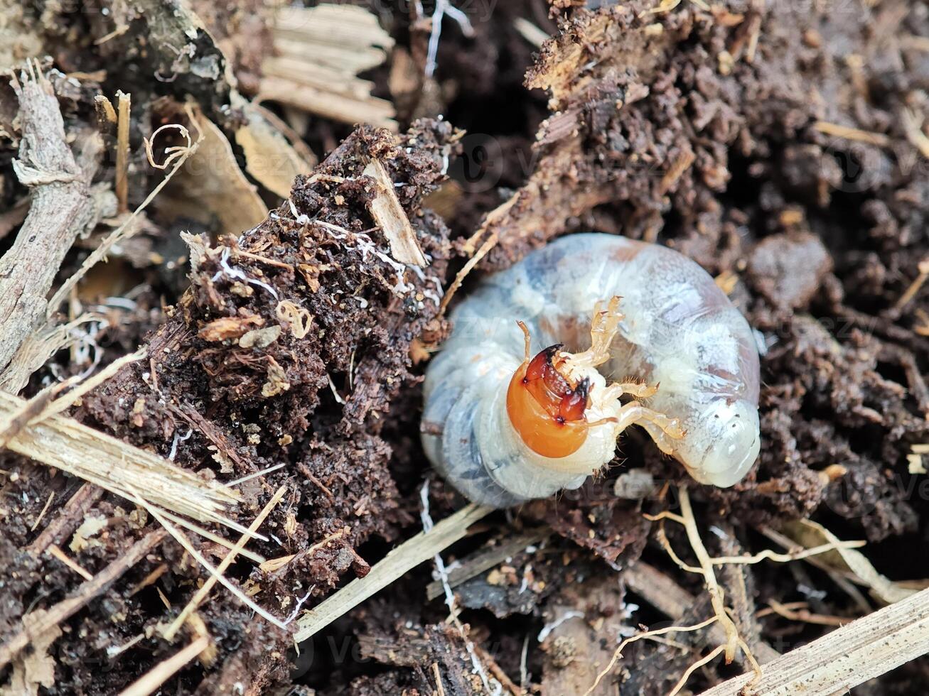 Grub Larva in Soil Close-up View photo