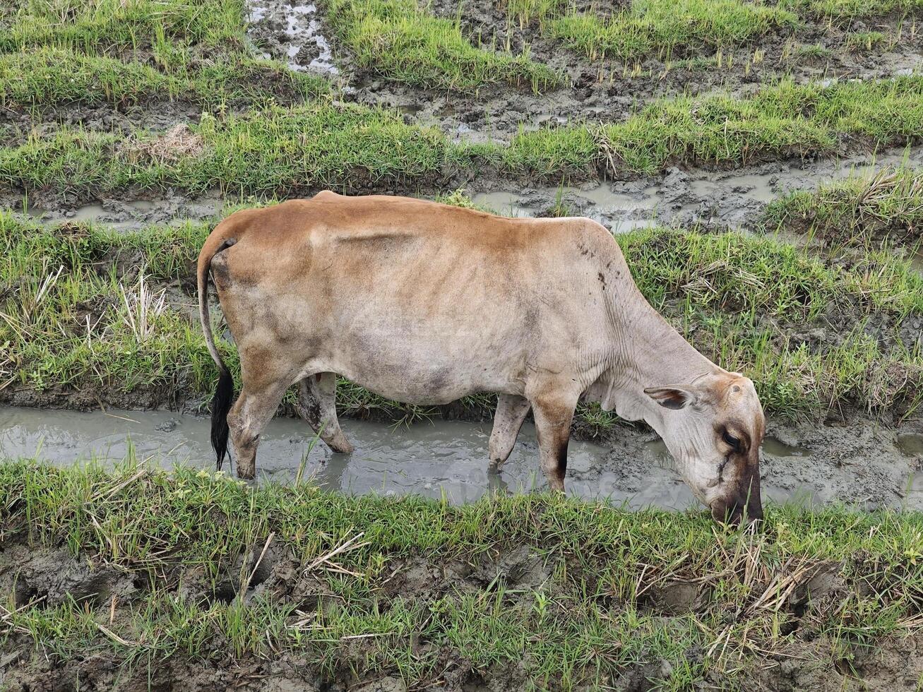 A Lone Cow Grazing in a Sigli Rice Field, Aceh photo